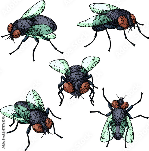fly set hand drawn. animal house, vintage isolated, black nature fly vector sketch. isolated color illustration