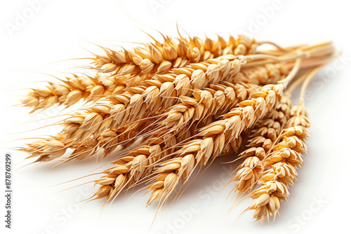 Golden wheat heads close up on white background agriculture concept