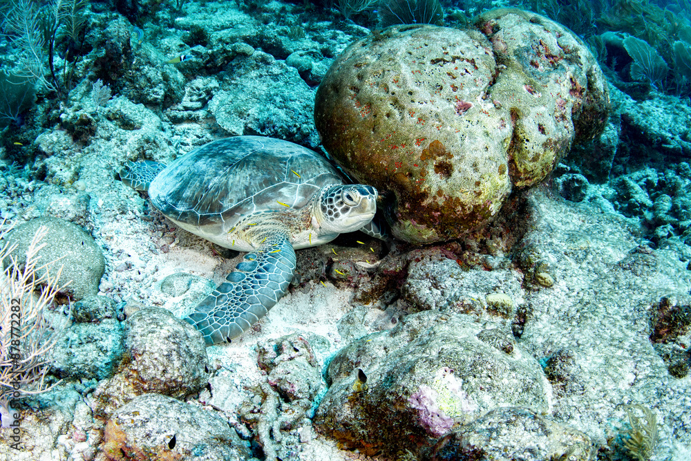 Fototapeta premium Green sea turtle at a cleaning station.