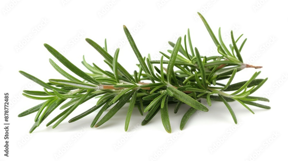 Rosemary sprig against a white background in a high quality image Rosemary sprig against a white background in a high quality image