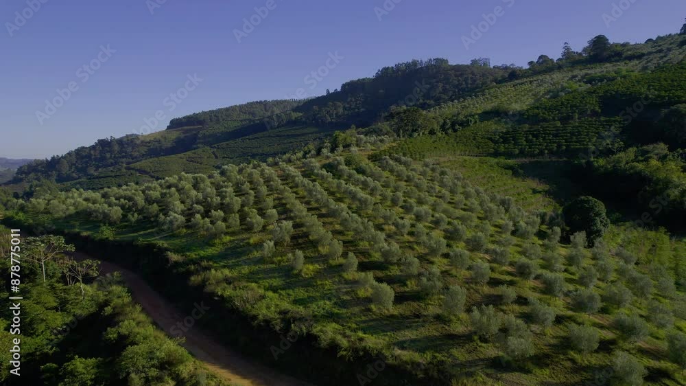 Olive oil producing farm, olive plantation Olive oil producing farm, olive plantation