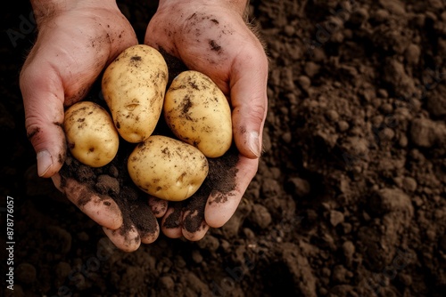 Potatoes in hands on soil background. Selective focus