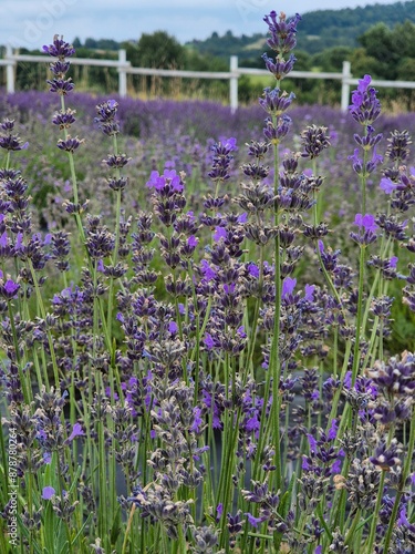 Obraz na płótnie pola lavende lawenda fioletowa pachnąca w salonie