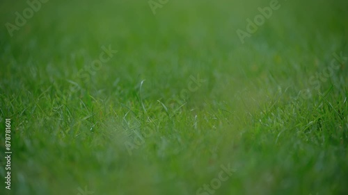 Wallpaper Mural Close up footage of Summer rain drips on Green grass, summer field. rain dripping watering ground. Torontodigital.ca