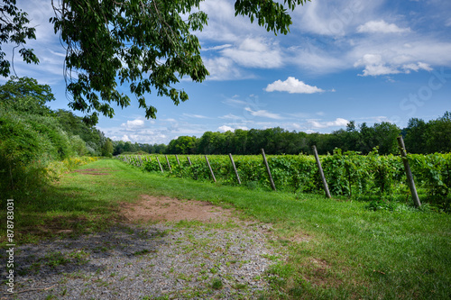 Wonderful vinyards, field of lush green grapevines, Nova Scotia, Canada photo