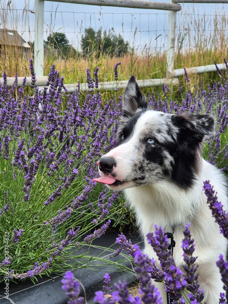 pies border collie blue merle w polu lawendy pokazuje język