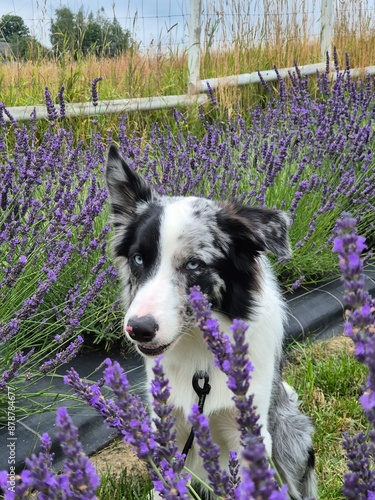 Obraz na płótnie pies border collie blue merle w polu lawendy pokazuje język w salonie