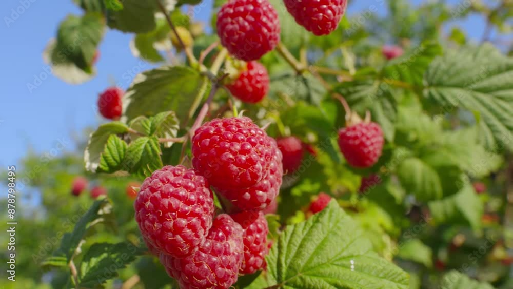 Panorama of a ripe juicy raspberries on the branch on the background of a blue sky. High quality 4k footage Panorama of a ripe juicy raspberries on the branch on the background of a blue sky. High quality 4k footage