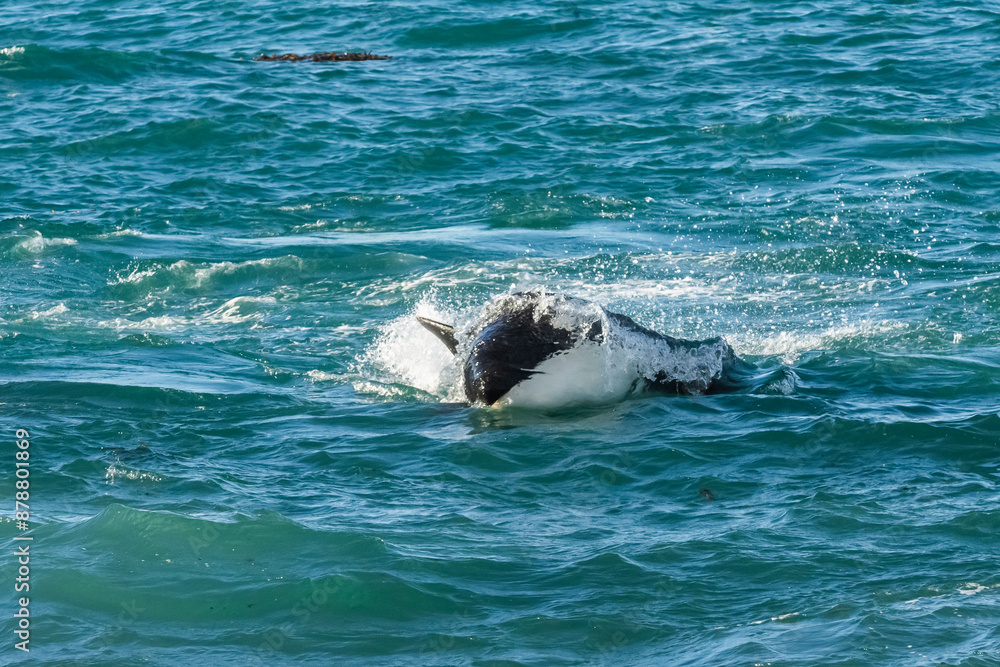 Fototapeta premium Killer Whale, Orca, hunting a sea lion pup, Peninsula Valdes, Patagonia Argentina