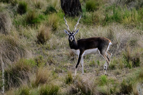 Blackbuck Antelope in Pampas plain environment, La Pampa province, Argentina photo