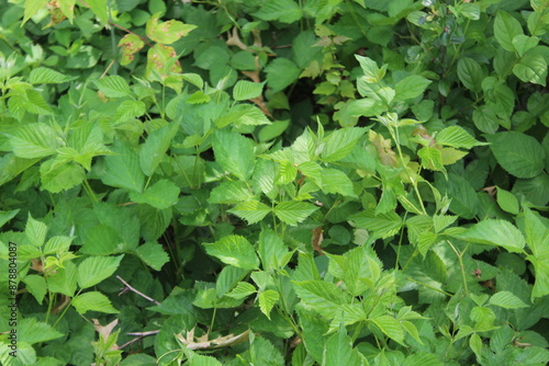 Wallpaper Mural green leaves background Torontodigital.ca