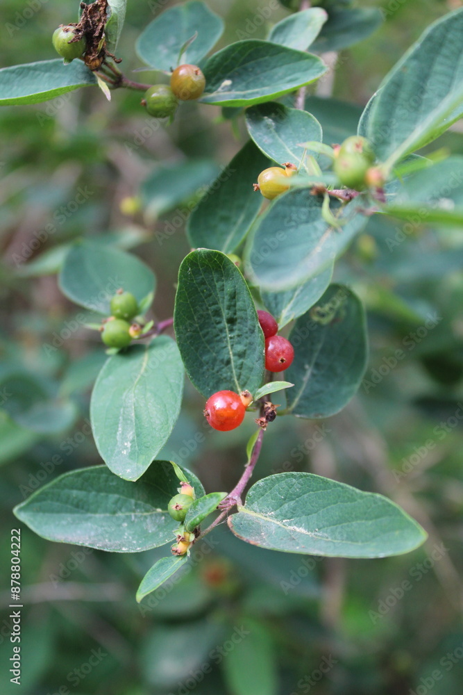 Fototapeta premium berries on a branch