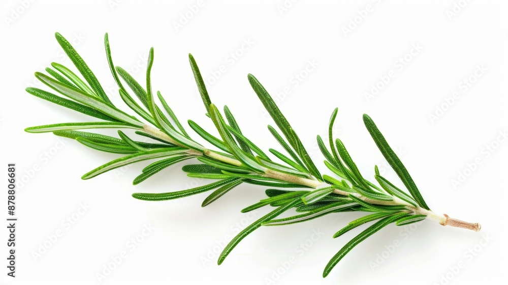 Obraz premium Fresh rosemary sprig on a clean white background, suitable for use in food or herbal themed images
