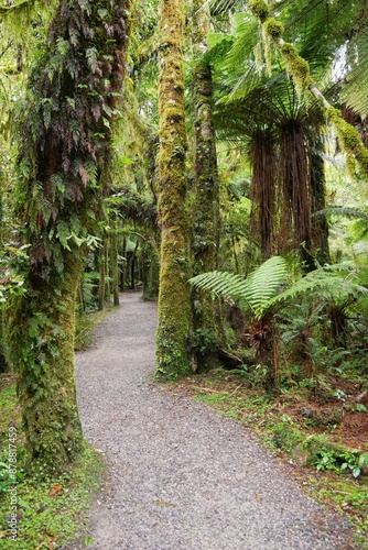 Hiking in the forest thick with vegetation