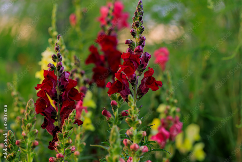 Blooming snapdragons shot in macro photography Blooming snapdragons shot in macro photography