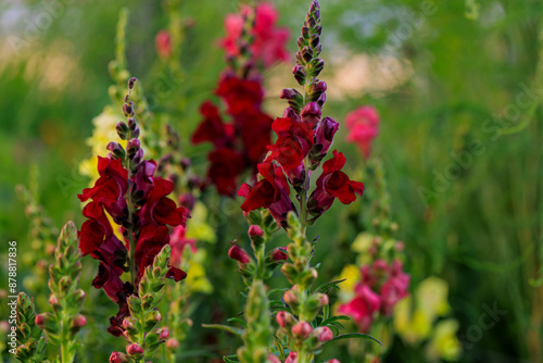 Blooming snapdragons shot in macro photography