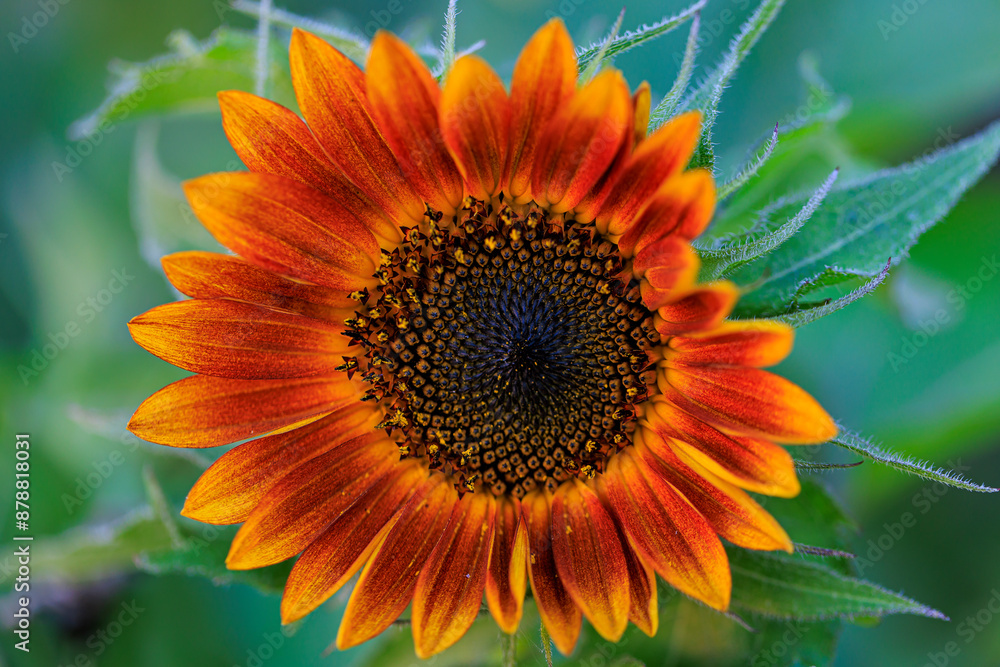 Obraz premium Sunflower up close shot with macro photography