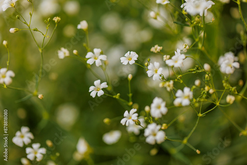 Fototapeta Naklejka Na Ścianę i Meble -  Blooming flowers in garden shot close up with macro settings.