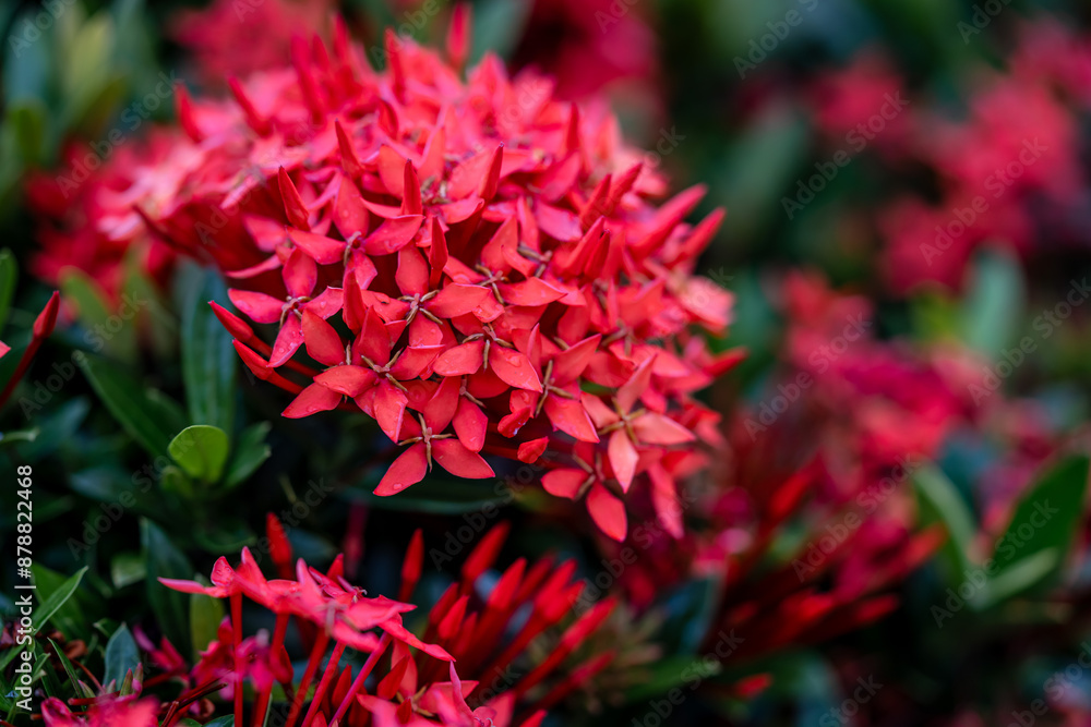 Chinese ixora Chinese ixora