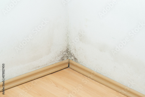 Mold on a wall above the laminate flooring, black and green fungus on white wall 