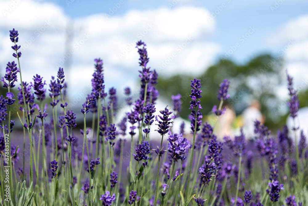 Naklejka premium Lawenda w słoneczny dzień 