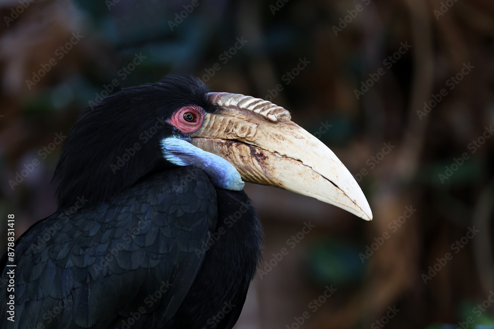 Close up view of wreathed hornbill (Rhyticeros undulatus). Close up view of wreathed hornbill (Rhyticeros undulatus).