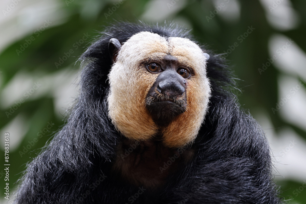 The white-faced saki (Pithecia pithecia), called the Guianan saki and the golden-faced saki The white-faced saki (Pithecia pithecia), called the Guianan saki and the golden-faced saki