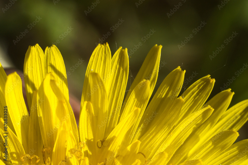 Fototapeta premium petals of dandelion
