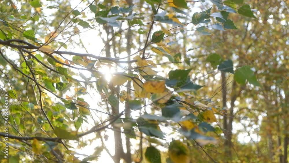 Autumn yellow tree leaves in the park Autumn yellow tree leaves in the park