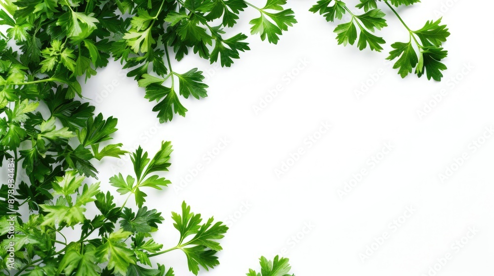 Obraz premium Organic parsley herb against white background close up with space for text