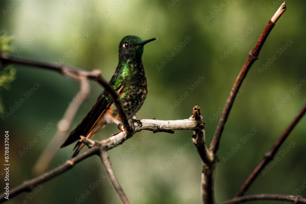 Ecuadorian Emerald Hummingbird Perched in Buenaventura Ecuadorian Emerald Hummingbird Perched in Buenaventura