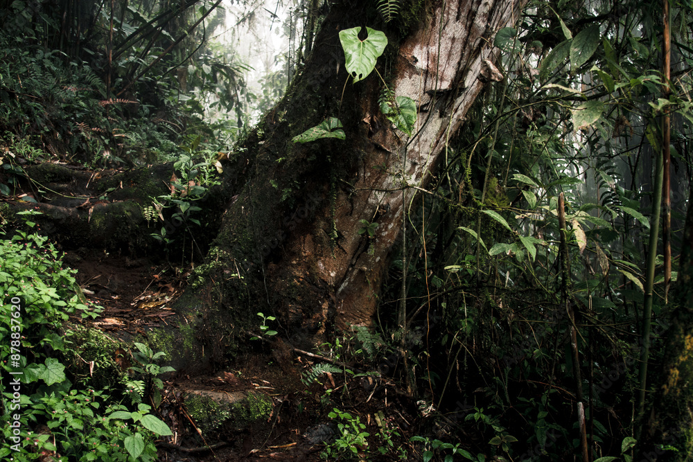 Ancient Tree in Misty Ecuadorian Rainforest Ancient Tree in Misty Ecuadorian Rainforest
