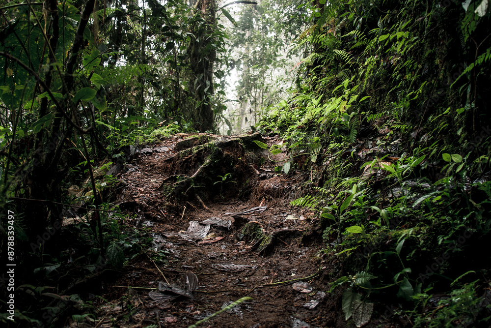 Mossy Forest Path in Buenaventura Reserve Ecuador Mossy Forest Path in Buenaventura Reserve Ecuador