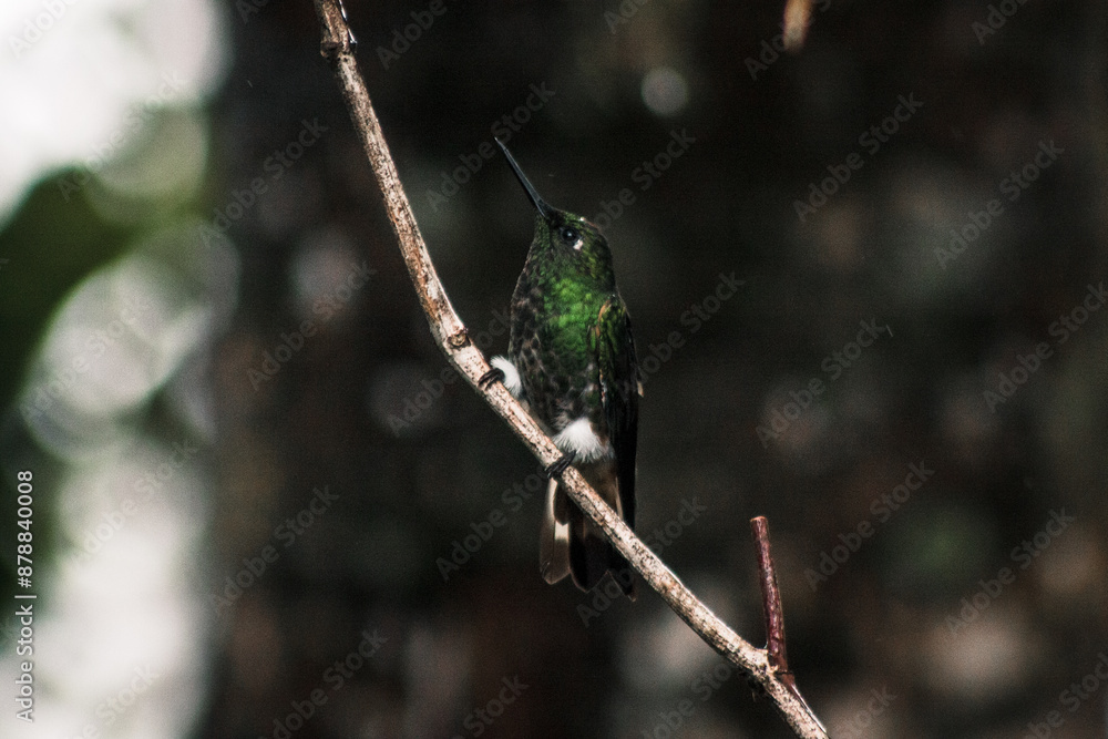 Hummingbird Perched on Branch in Buenaventura Tropical Reserve Ecuador