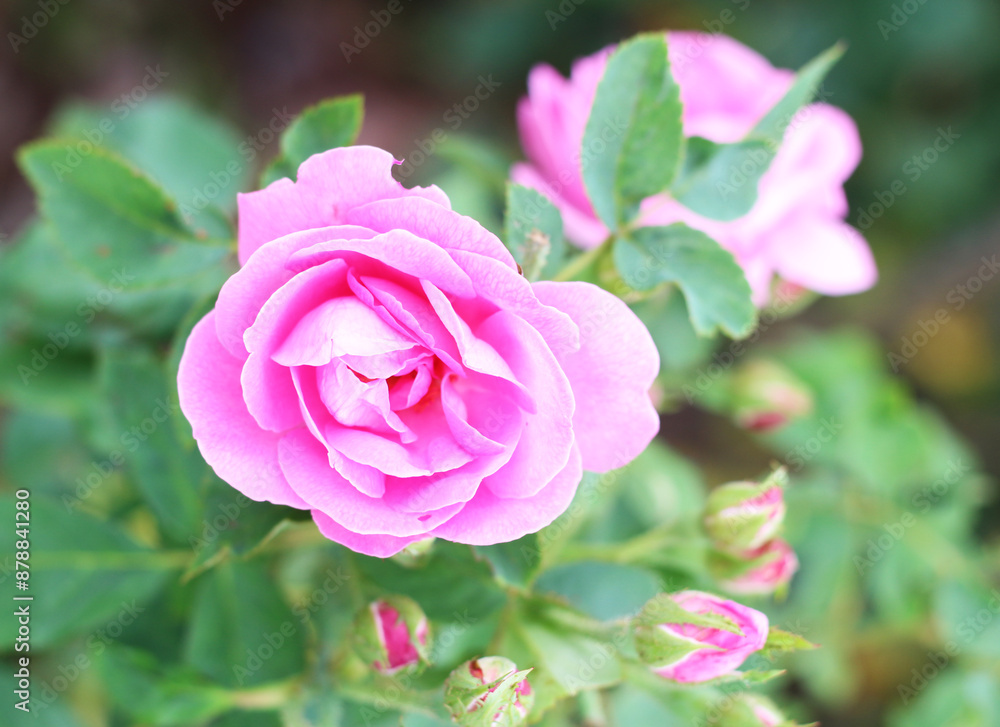 pink roses in the garden outdoors pink roses in the garden outdoors