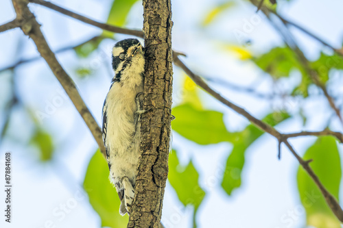 Downy woodpecker perched in a tree. photo