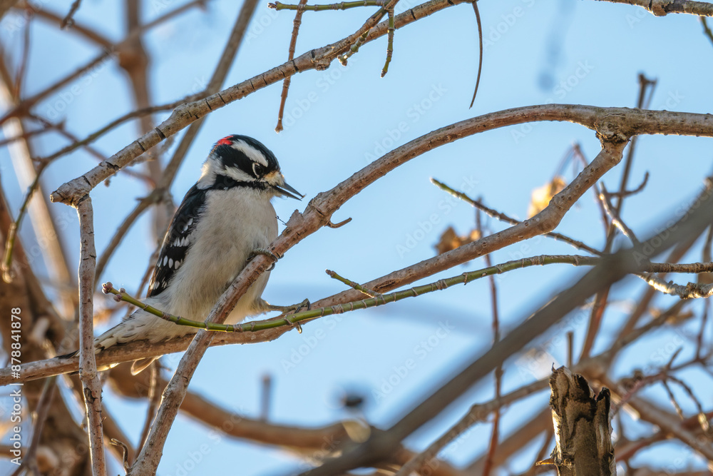 Downy woodpecker perched in a tree. Downy woodpecker perched in a tree.