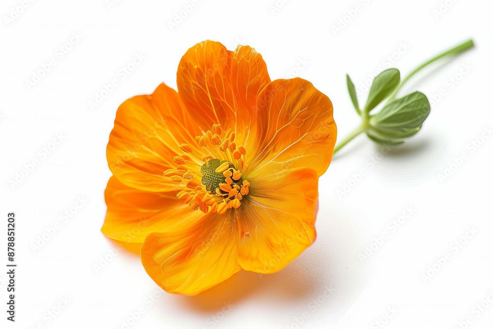 Orange Bougainvillea Isolated on White Background. Beautiful Bougainvillea Flower Orange Bougainvillea Isolated on White Background. Beautiful Bougainvillea Flower