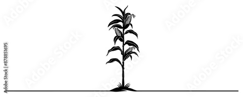 corn plant vector