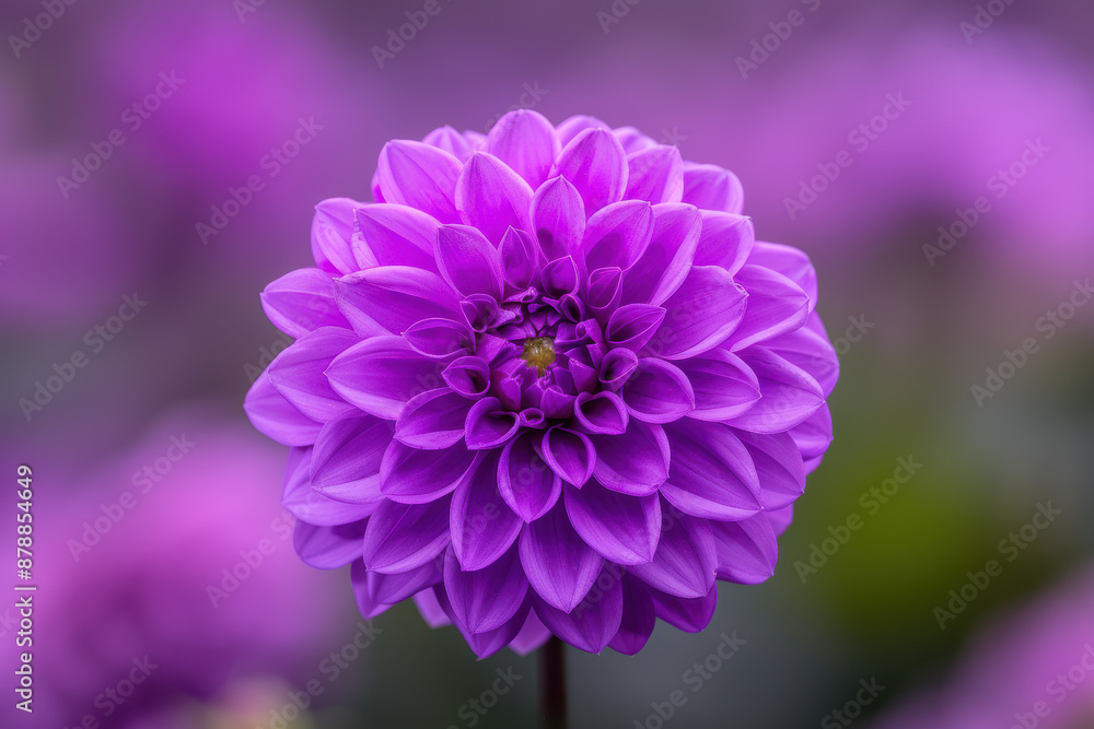 Close-up of a vibrant purple dahlia flower in full bloom, showcasing its intricate petal structure and vivid colors against a soft, blurred background. Close-up of a vibrant purple dahlia flower in full bloom, showcasing its intricate petal structure and vivid colors against a soft, blurred background.