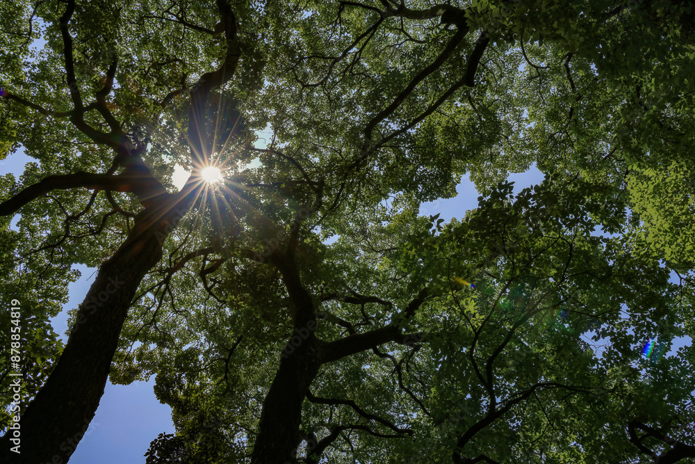 Obraz premium 都心散歩 真夏の浜離宮恩賜庭園