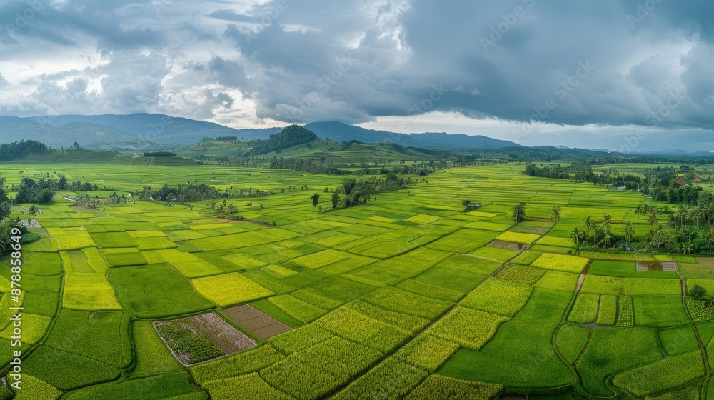 Fototapeta premium Aerial View of Lush Green Rice Paddies with Cloudy Sky