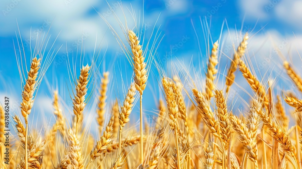 Golden Wheat Stalks Under a Blue Sky Golden Wheat Stalks Under a Blue Sky