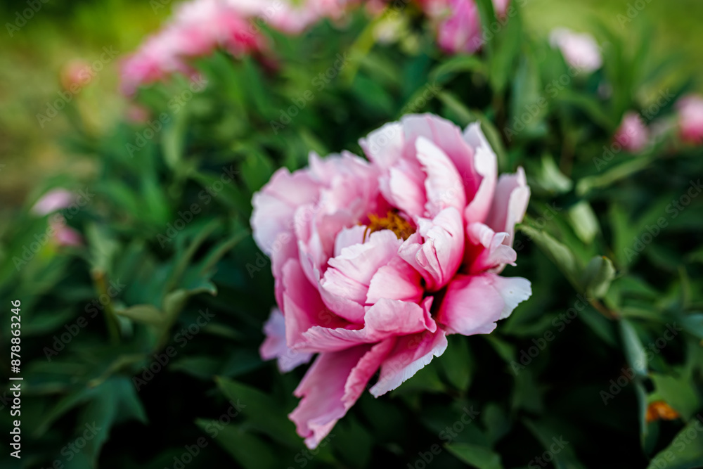 pink peony flowers in the garden. selective focus. nature. pink peony flowers in the garden. selective focus. nature.