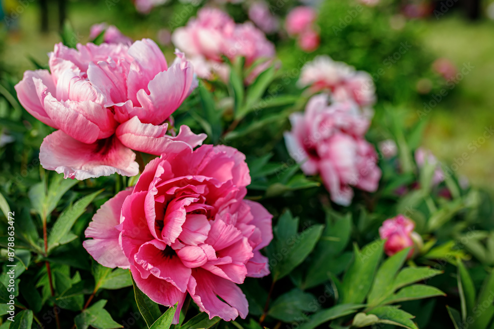 Beautiful peony flowers blooming in the garden on a sunny summer day Beautiful peony flowers blooming in the garden on a sunny summer day