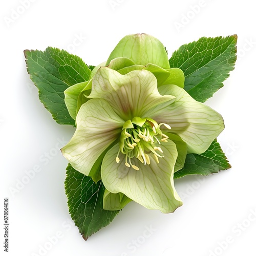 Hellebore Isolated on White Background. Beautiful Hellebore Flower