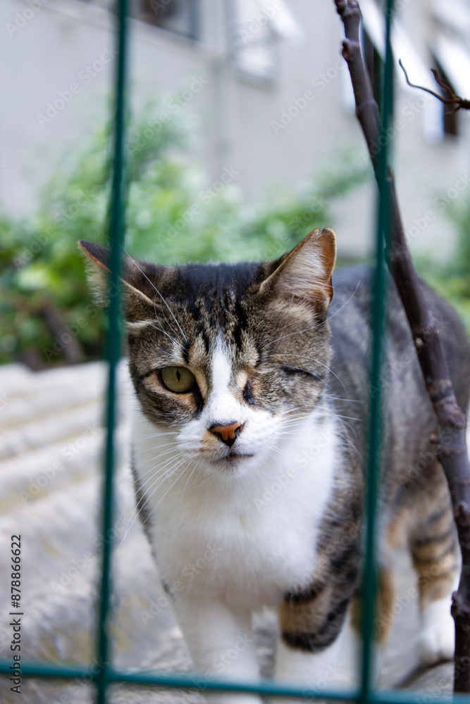 Fototapeta premium Stray Cat