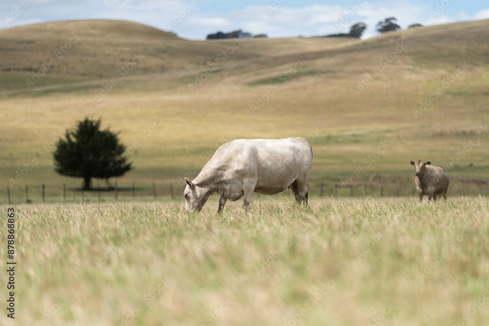 beautiful cattle in Australia eating grass, grazing on pasture. Herd of cows free range beef being regenerative raised on an agricultural farm. Sustainable farming beautiful cattle in Australia eating grass, grazing on pasture. Herd of cows free range beef being regenerative raised on an agricultural farm. Sustainable farming