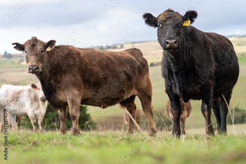 'Agricultural sustainable cattle raising livestock practices on a regenerative agriculture farm. Sustainable agriculture in Australia. cows grazing at sunset in in green short grass after a drought