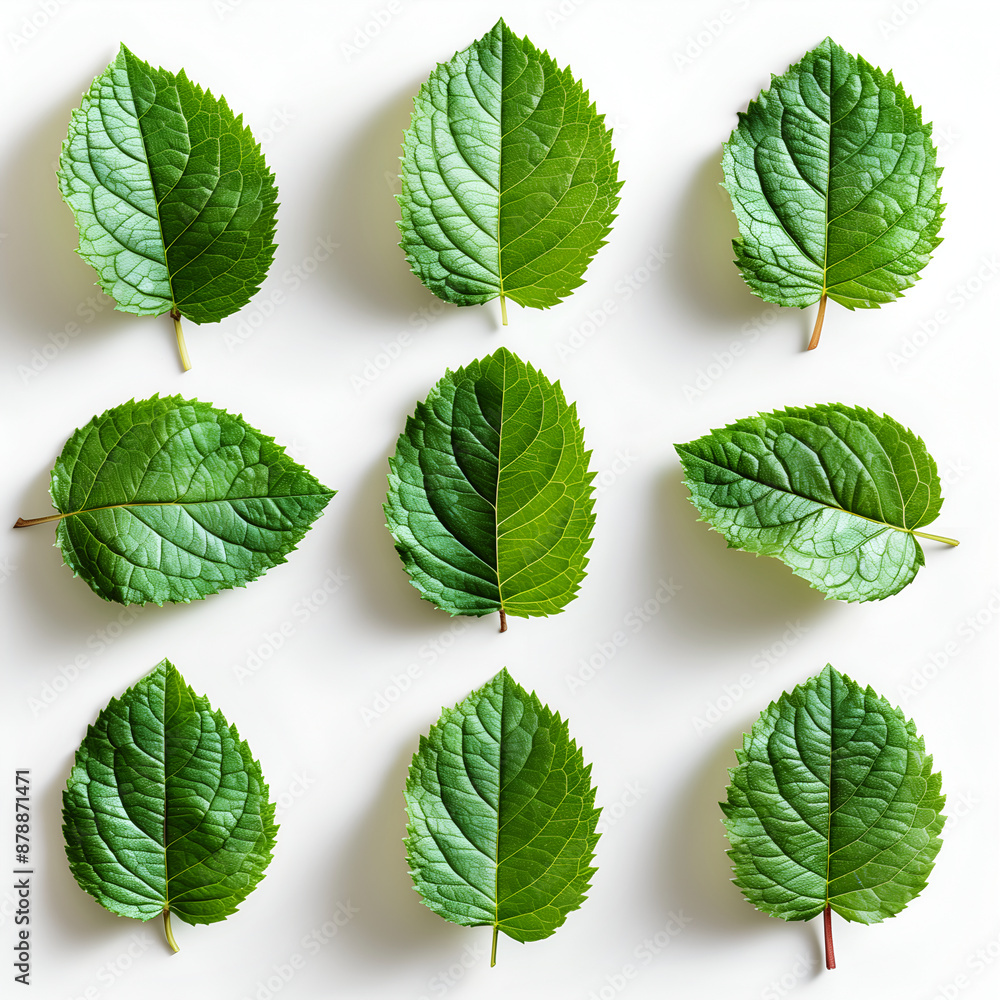 green leaves isolated on white green leaves isolated on white